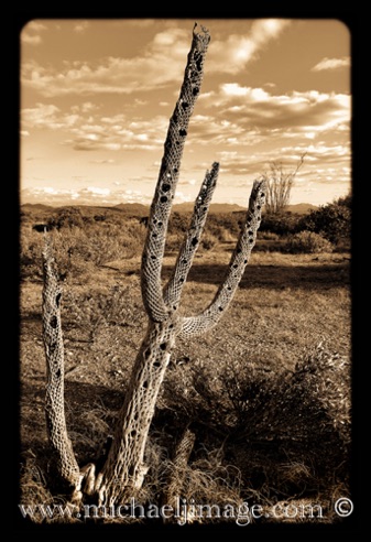 Cholla Relics